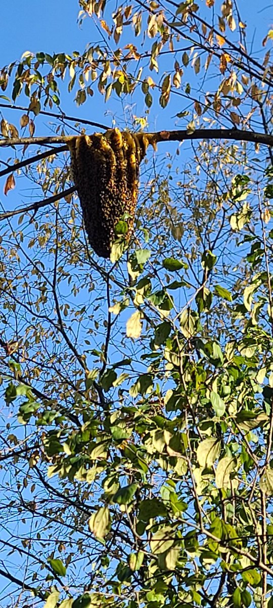 aMaysing24's tweet photo. First time ever seeing an open colony of feral bees in the wild.  Old man Winter is just around the corner.  Hopefully I can get them fed, warm and tucked away before colder temperatures hit the Hudson Valley.  Still chasing bees after retirement @NYPDBees @NYPD104Pct @NYPDnews https://t.co/BRMoTjQkOm
