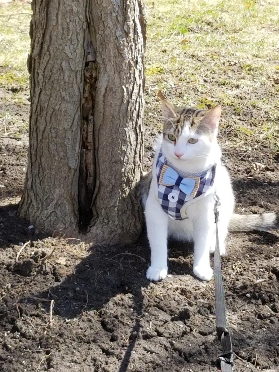 authoramclarke's tweet photo. Does anyone else walk their cat besides me? https://t.co/8veh26FRYr
