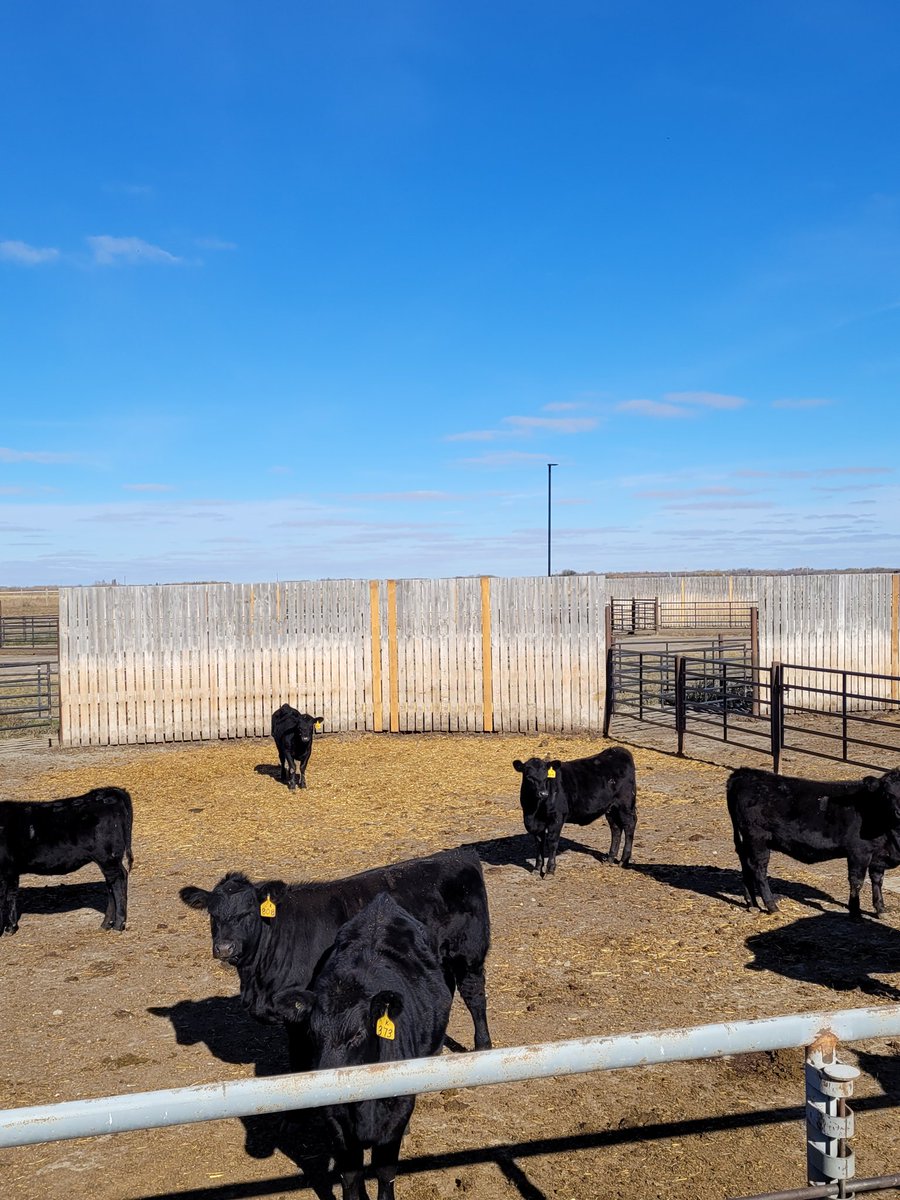 DrBart_Beef's tweet photo. Starting yr 2 @ECornand #MScResearch #Epigenetics #CanolaFat @SKAgriculture @SaskCattlemens @SaskCanola @LFCE_usask @agbiousask https://t.co/9l76Fsmr3O