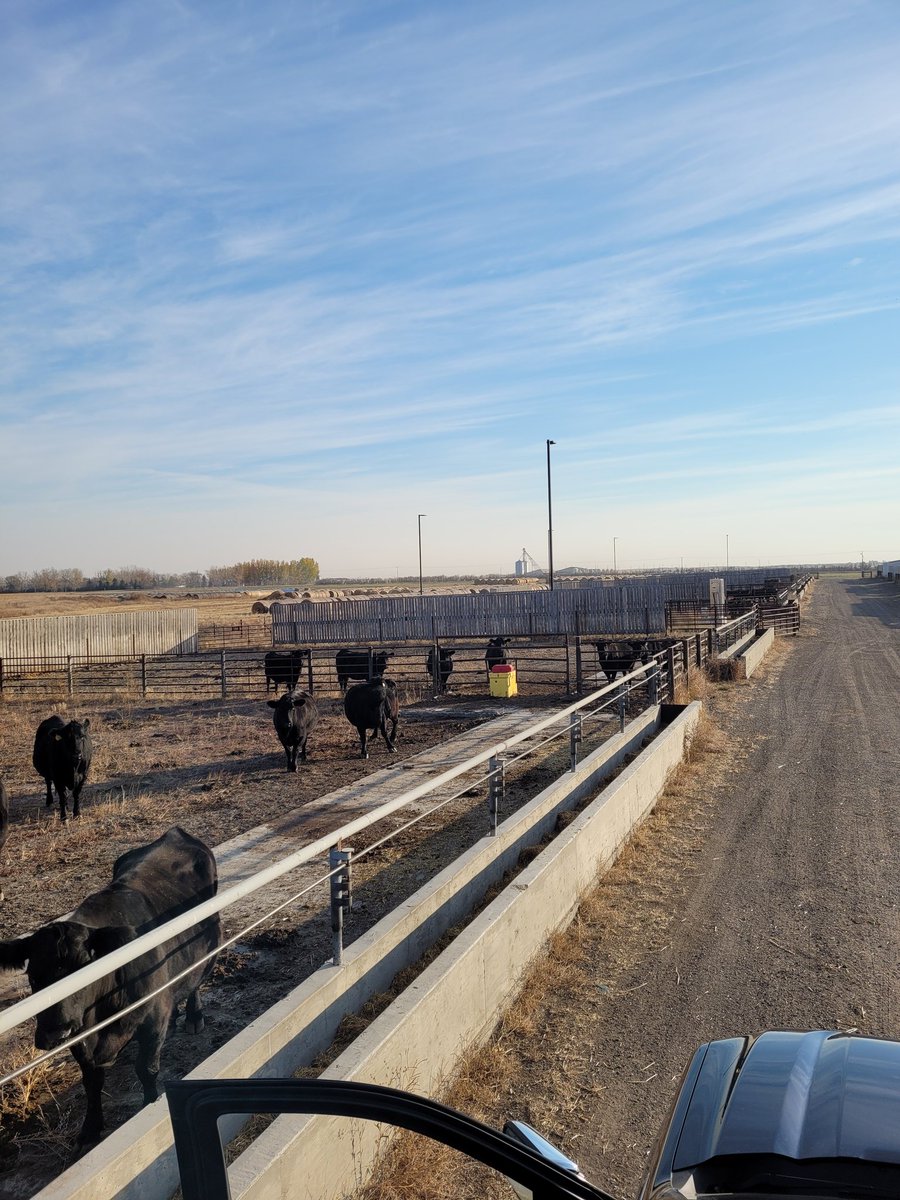 Starting yr 2 <a href="/ECornand/">Erika Cornand</a> #MScResearch #Epigenetics #CanolaFat <a href="/SKAgriculture/">Sask Agriculture</a> <a href="/SaskCattlemens/">Sask Beef</a> @SaskCanola <a href="/LFCE_usask/">Livestock & Forage Centre of Excellence</a> <a href="/agbiousask/">USask AgBio</a>