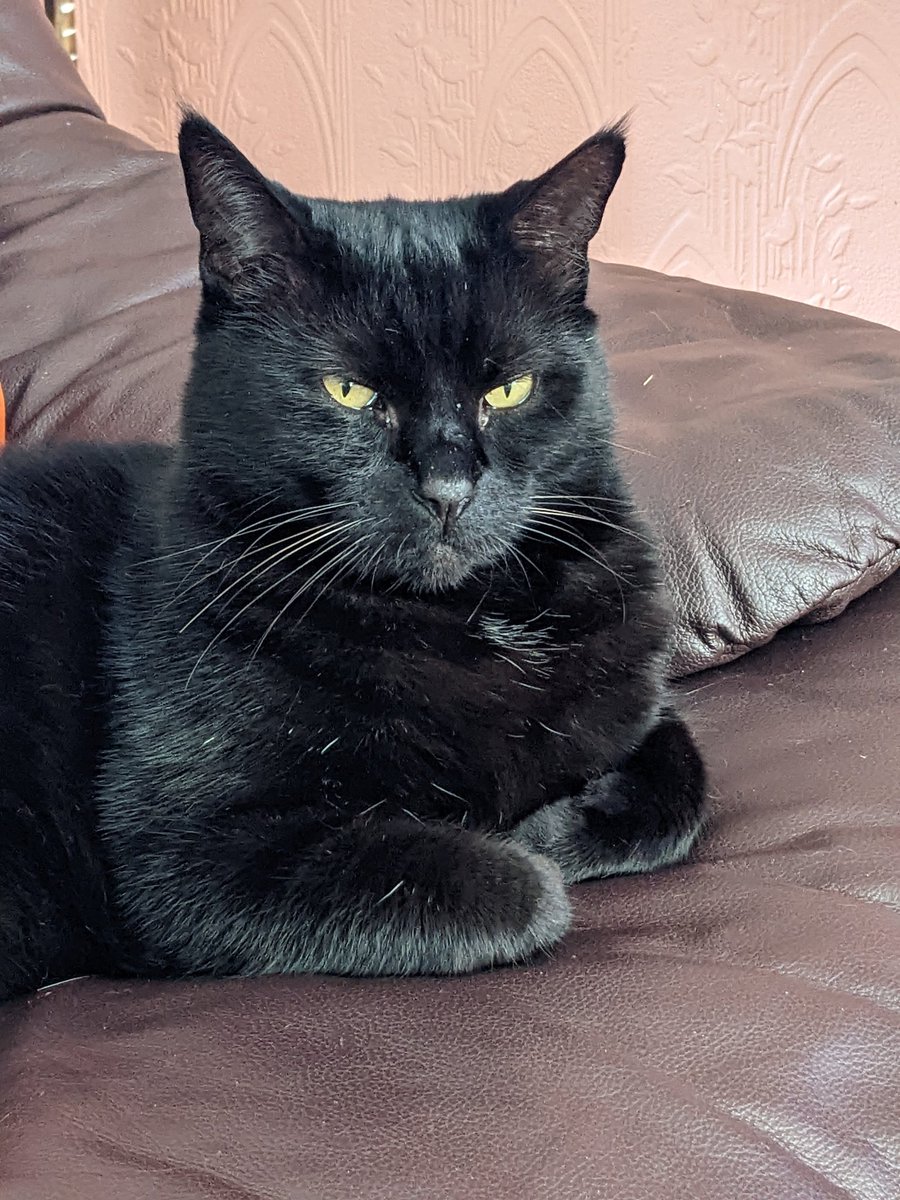OfficialPanfur's tweet photo. Happy #FridayEve my gorgeous kitty pals โค๏ธ๐โค๏ธ๐โค๏ธ๐โค๏ธ #AngelJess ๐ป๐โค๏ธ๐น๐ https://t.co/uFyaBCBbkg