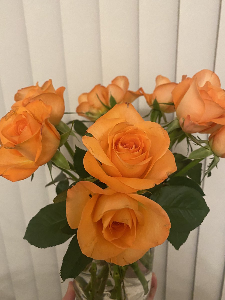AMcMaths's tweet photo. Look how much these beauties have bloomed! This was my first surprise of the week left on my desk for me on Tuesday morning. I work with the best people. Thank you 🥰🥰🥰 #Team https://t.co/vvdhFo6pH6