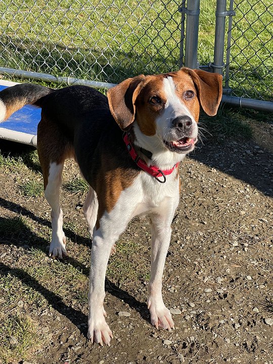 Meet Max! Max is a 5-6 year old hound mix who is up for adoption <a href="/centersecond/">Second Chance Animal Center</a>! See more adoptable pets this month on our #SubaruLovesPets virtual adoption page. We will also be donating $100 to them for every pet adopted this month! Learn more here: bit.ly/3SS4WWw