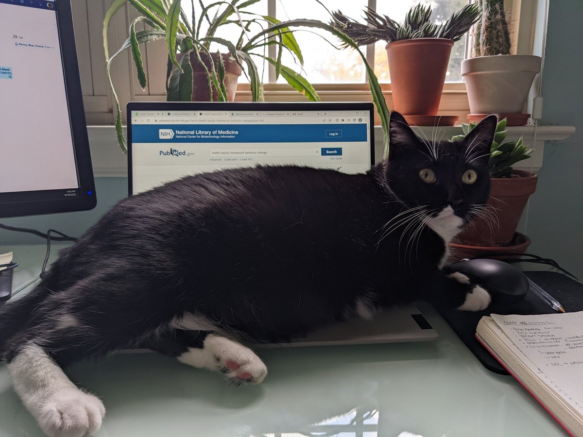 h_schier's tweet photo. What's the next move y'all? @AcademicChatter @catsofinstagram https://t.co/ZNqVs6LiCB