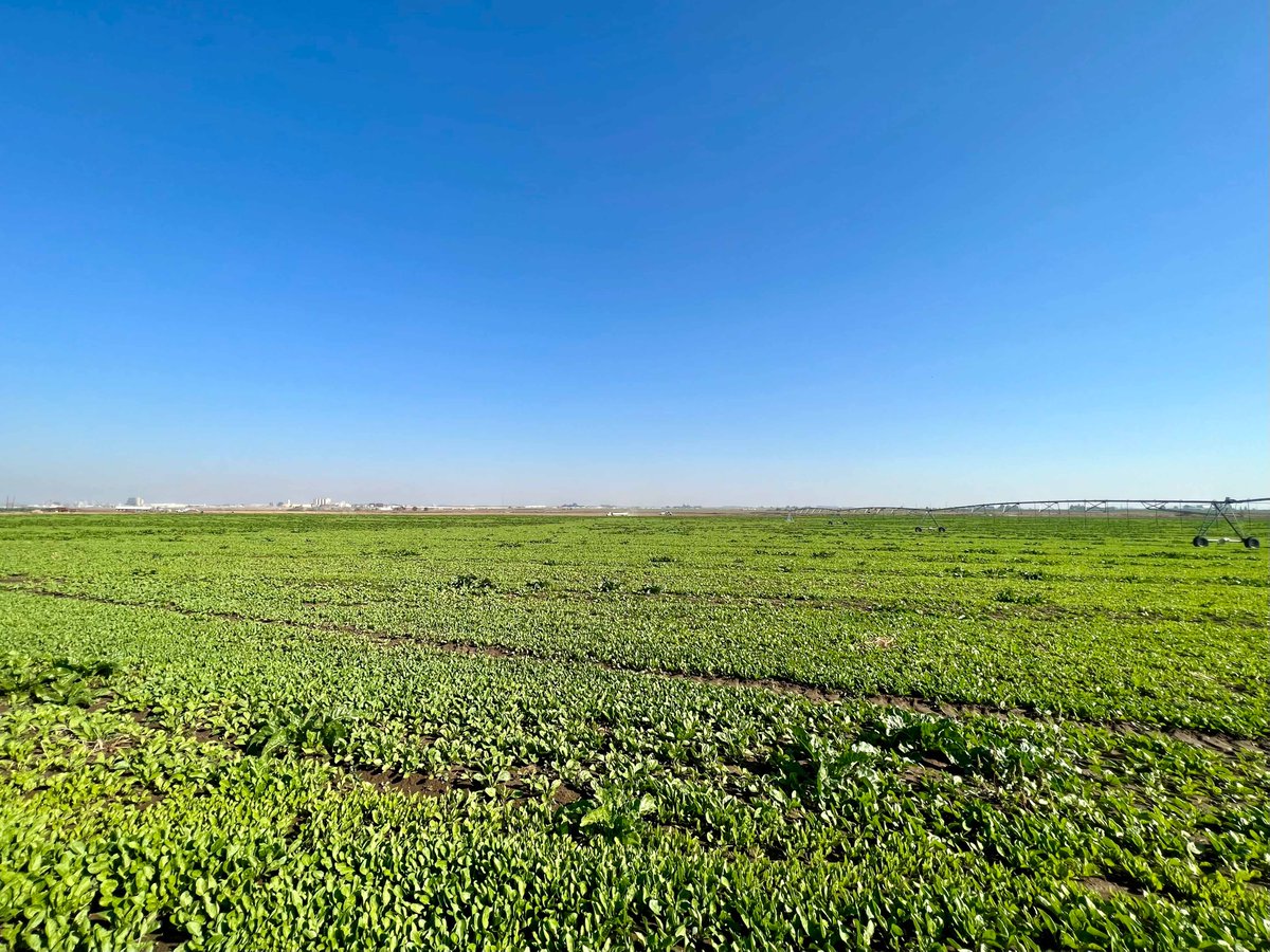 BigBendVikings's tweet photo. Last week it was alfalfa, this week sugar beets! Students in Aaron Mahoney's crop production course met with local seed producer Ron Welch to tour his farm and learn more about growing seed for resale.
#BigBendCC #BigBendAg https://t.co/uk07Ve9Qkj