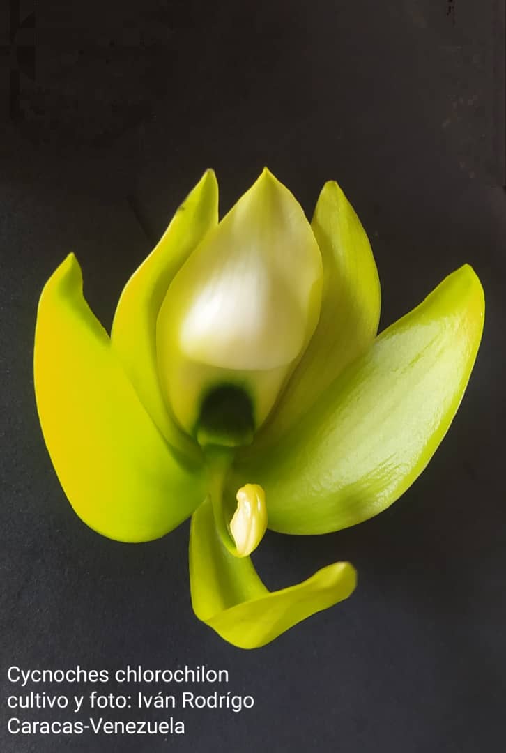 orquibor's tweet photo. Cucnoches Cultivo Ivan Rodrigo de Caracas. #plansomething
#Homegarden
#Mothorchids
#aechmea
#billbergia
#tillandsia
#plantstagrsm
#noeregelia
#orquideabrasil
#orquidealovers
#orquideamaravilhosas
#orquidealindas
#orquideasraras
#orquideasdevenezuela
#viraltwitter
#orquideasemcasa https://t.co/mbb6uLUm2n