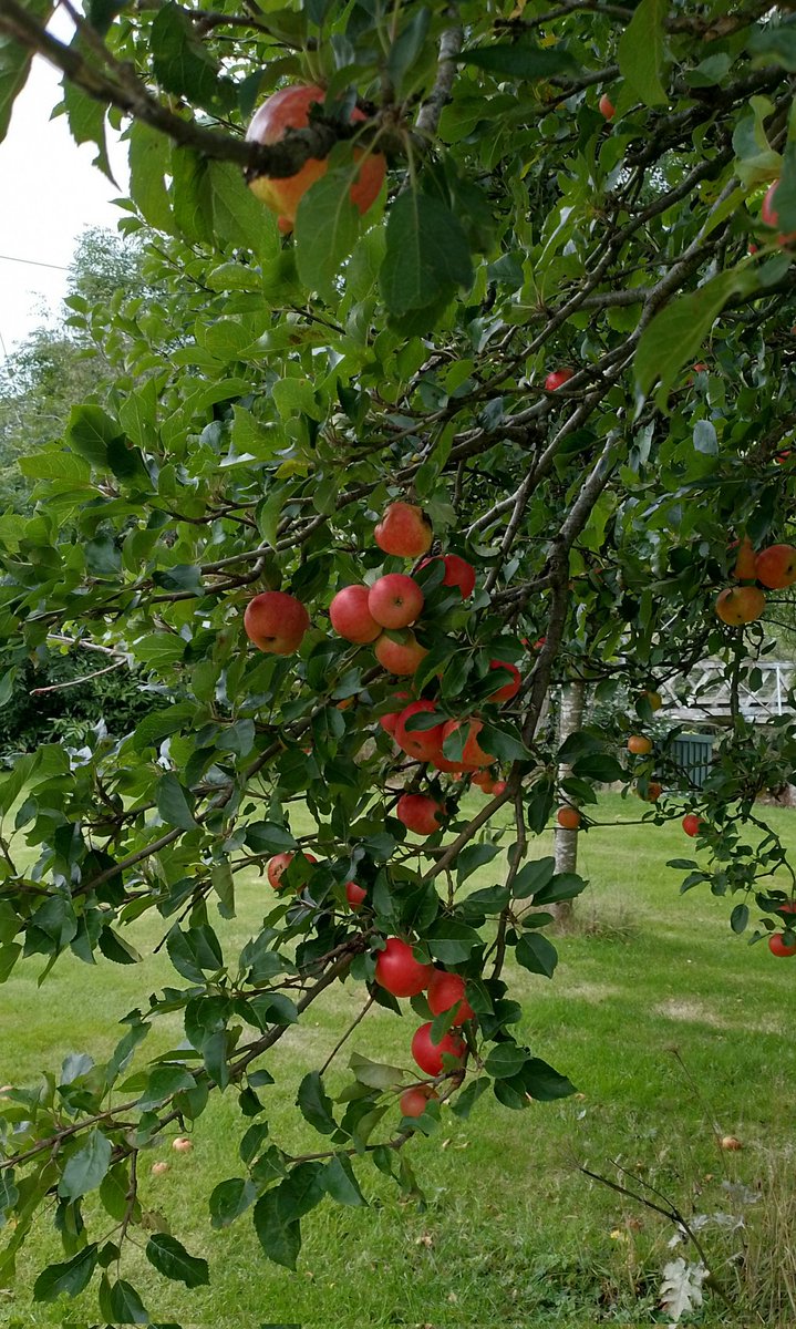 WillmaSwanson's tweet photo. Love this time of year. https://t.co/LLyq0XW0F9