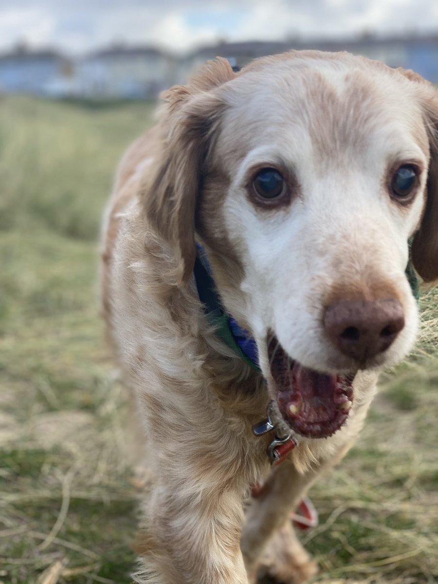 SpanielsSuper's tweet photo. @Chrystalsurrey @ReyesSolares1 @PolachekRachael Best thing we ever failed at?
Fostering!
WE FAILED AS FOSTERERS 😃
WE FAILED GLORIOUSLY 😍
WE ADOPTED THE BEST EVER BOY CALLED RONNIE 🥰
PROUD TO BE FAILURES #WeFailedWithStyle #AspireToFail #AdoptDontShop #RonnieIsFamily https://t.co/F24NguxueM