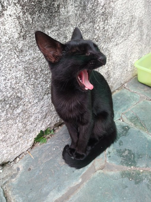 Cuando se cae la vieja puta que nunca te devolv&iacute;a la pelota https://t.co/56kW9DiI4r<a href="/tag/anime"class="tags"><span>#anime</span></a><a href="/tag/manga"class="tags"><span>#manga</span></a><a href="/tag/domingo"class="tags"><span>#domingo</span></a><a href="/tag/cuarteto"class="tags"><span>#cuarteto</span></a><a href="/tag/uzakichan"class="tags"><span>#uzakichan</span></a>