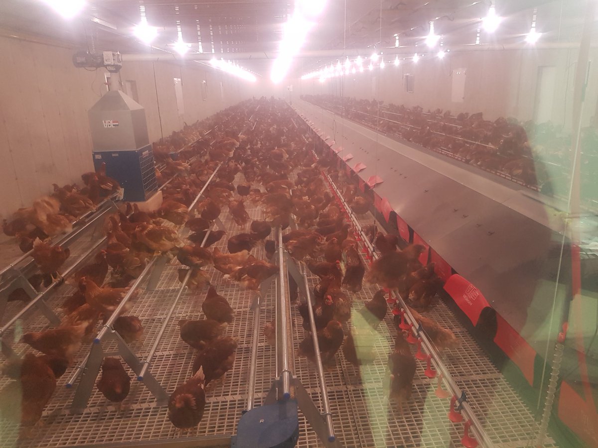 Start of a new era. New birds in a new free run barn. Get Crackin!