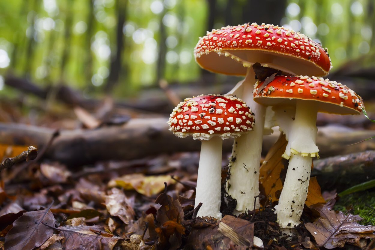 Poisonous Mushrooms
