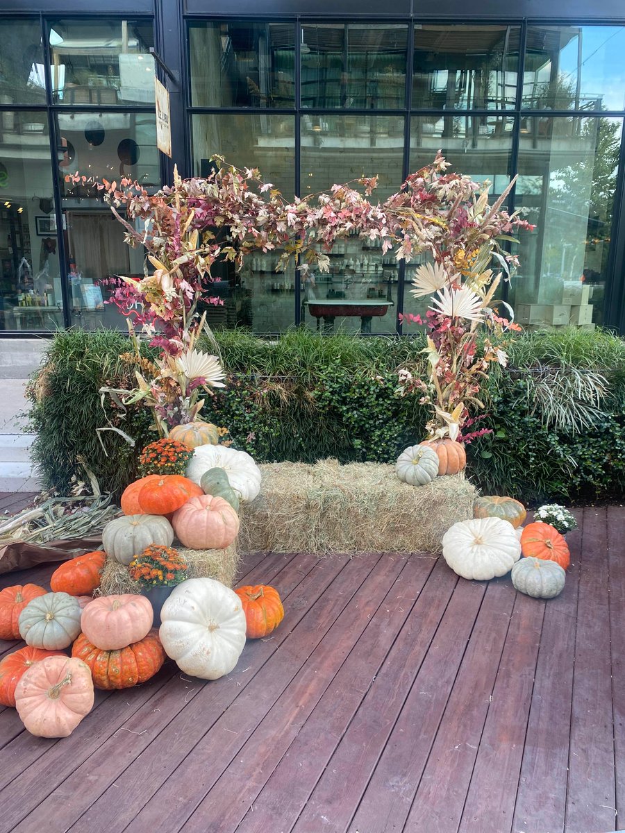 Free Fun in Austin on Twitter "Still looking for the perfect pumpkin