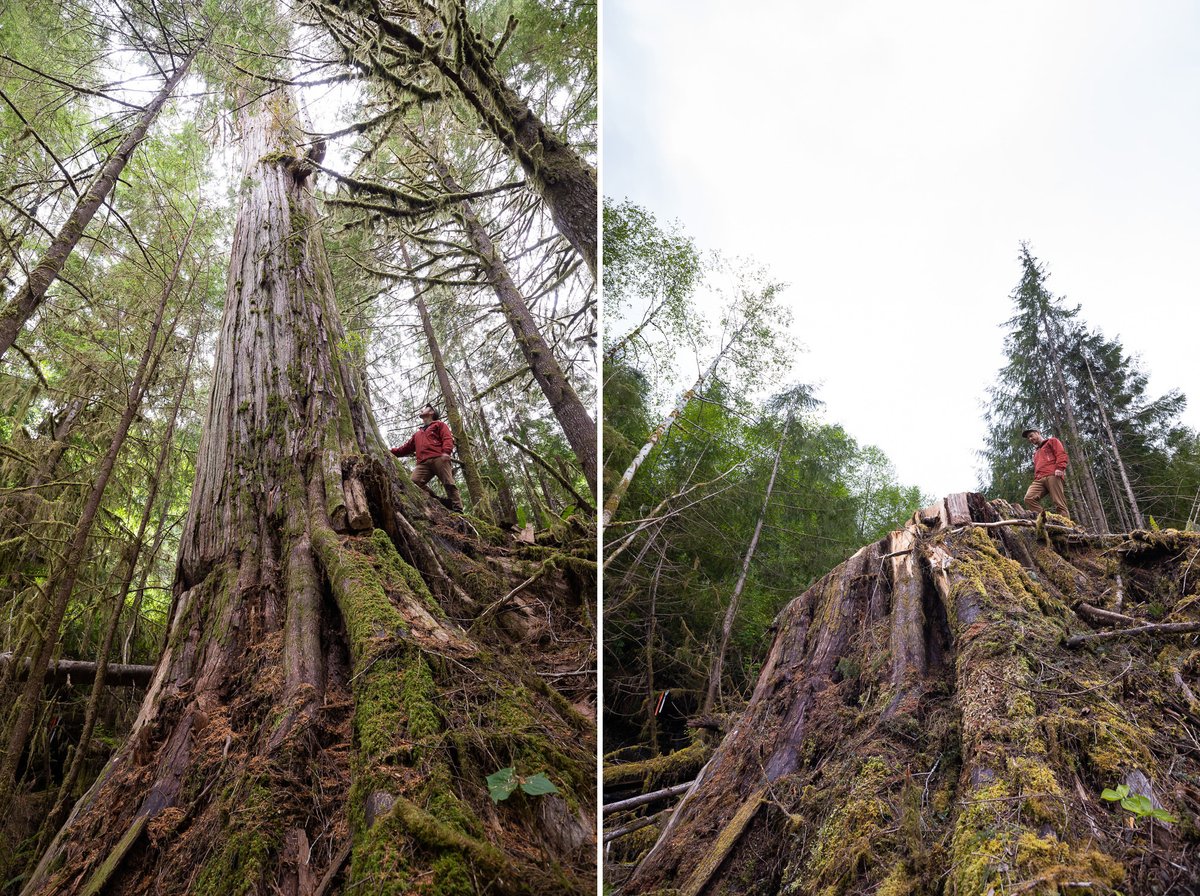 These ancient redcedar trees were clearcut in 2022 in the Caycuse watershed on #VancouverIsland while the @bcndp promised to protect endangered #oldgrowth forests. Speak up!! Send @jjhorgan a message here: ancientforestalliance.org/take-action-fo… #bcpoli #trebekinitiative @InsideNatGeo @RCGS_SGRC