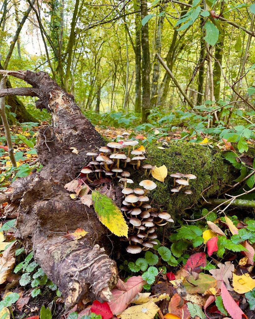 #herfst in het #eyserbos #paddestoelen #limburgslandschap #stichtinglimburgslandschap #mauricehertogfotografie #heuvellandlimburg #jezalermaarwonen