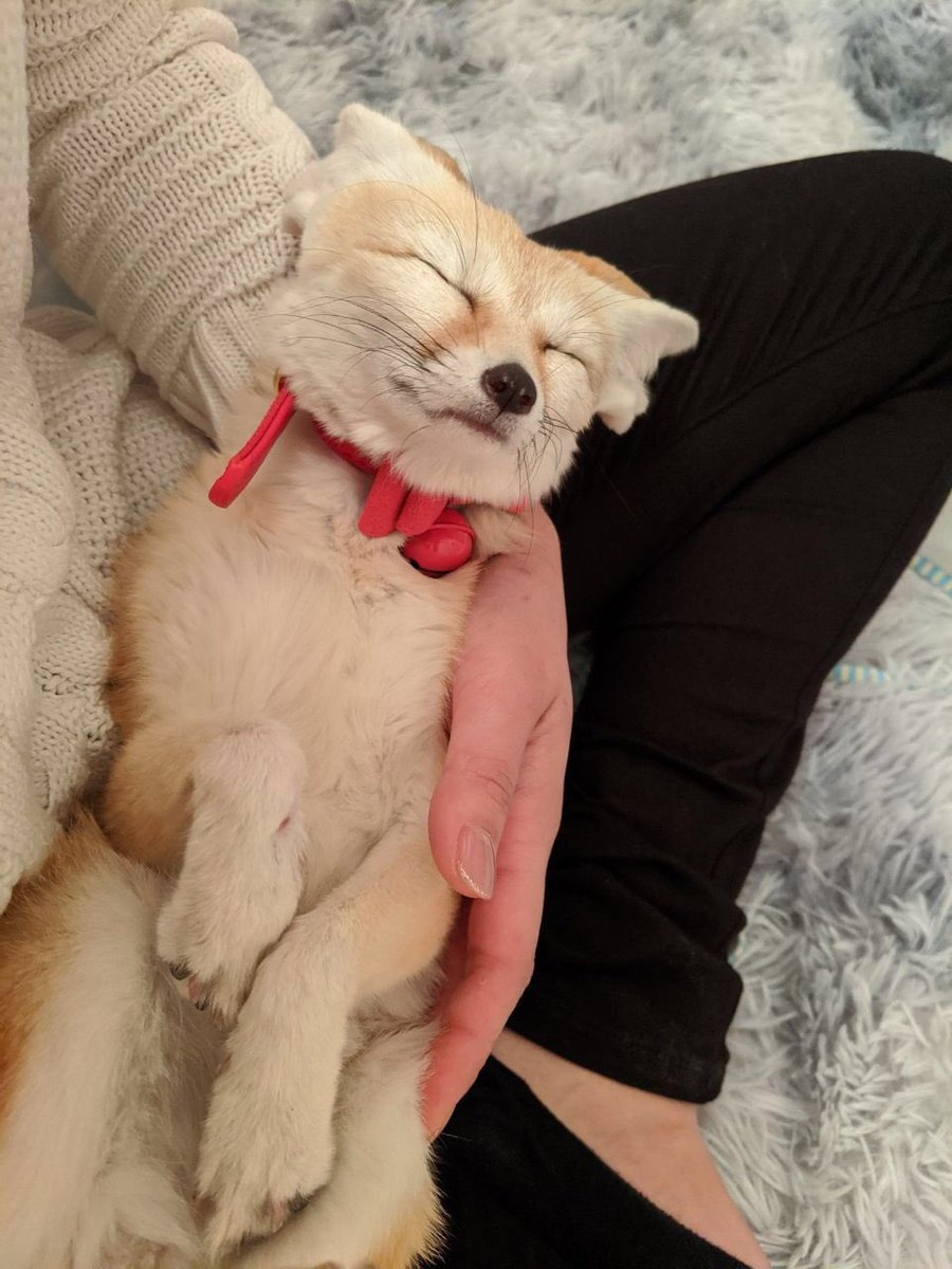 Daily Fennecs 🦊 (@fennecsdaily) on Twitter photo 