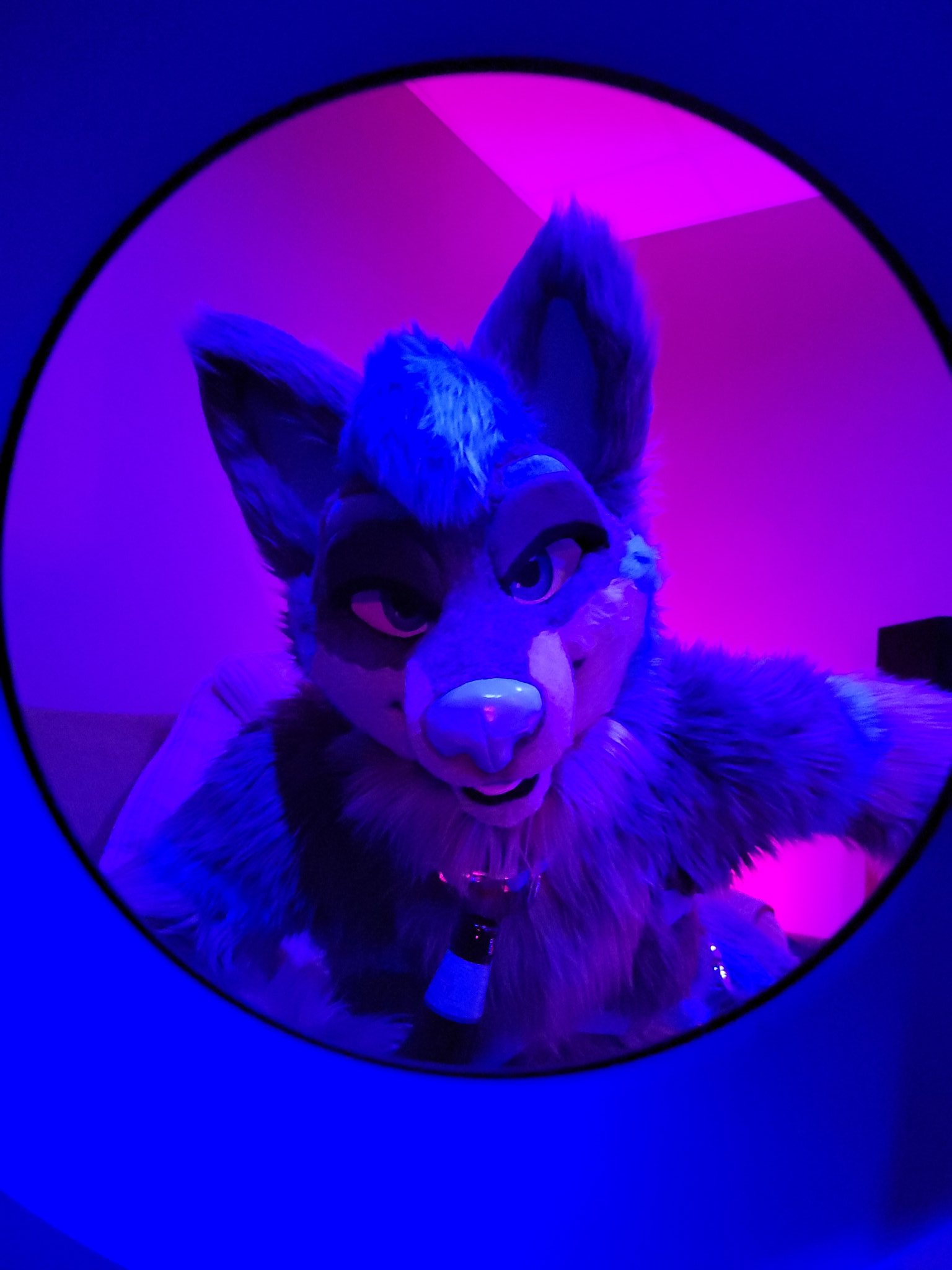 Cole Wolf 🐺 🔜 FURPOC on Twitter: "@FlukeTheWolf I still remember the
