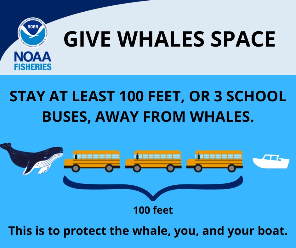 Humpback whales have been sighted off #Bayhead &amp; #Mantoloking #NJ. Reminder to stay at least 100 ft away from whales. This is to protect the whale, you, and your boat. All whales are protected under the Marine Mammal Protection Act. Info: ow.ly/aaeE50LfUsX