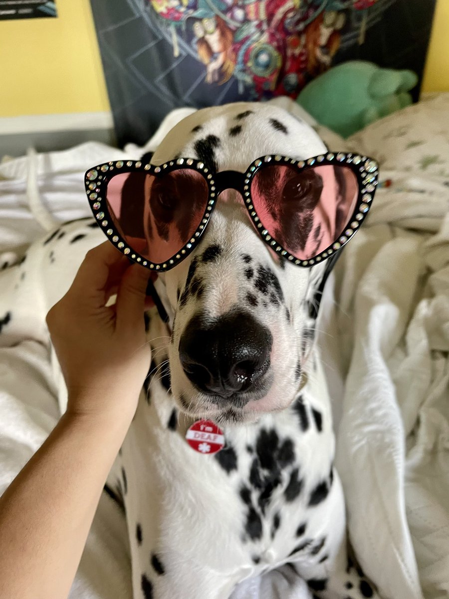 ittodehg's tweet photo. Roo is VERY excited about his new shades 😂❤️ @Griz @GrizMerch https://t.co/VWqNlQLjri