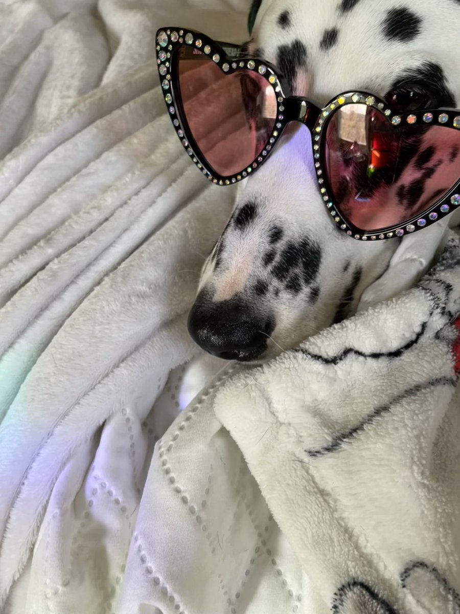 ittodehg's tweet photo. Roo is VERY excited about his new shades 😂❤️ @Griz @GrizMerch https://t.co/VWqNlQLjri