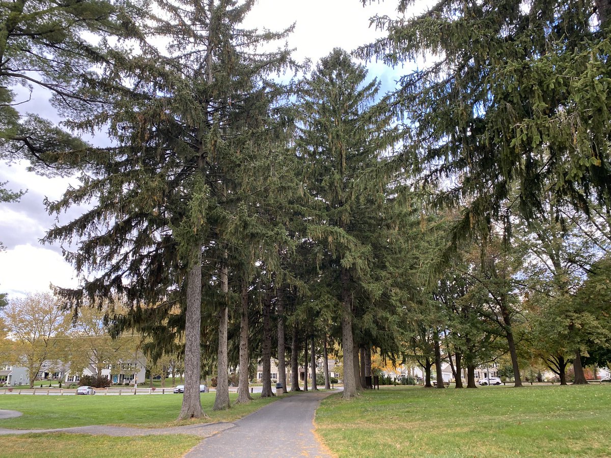 nsellers2's tweet photo. Great resistance run today to South Hills! Another Cardinal 🙌🏼❤️

The run wasn’t even the best part. Along #LVRT I ran by @cedarsxc Head Coach Tommy Pearson running with LHS Junior, Ramon Urena Batista, as they gear up for D3 XC run next Saturday. #FAMILY 🌲#servantleadership https://t.co/WkEgg0ir0R
