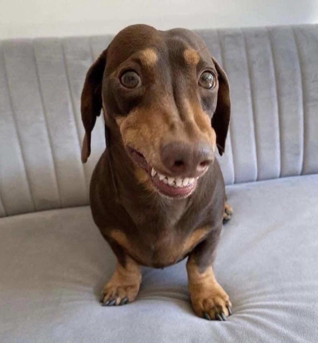 DogSolutions's tweet photo. Do not understand. Smile, regardless. https://t.co/KrzgQkjPY5