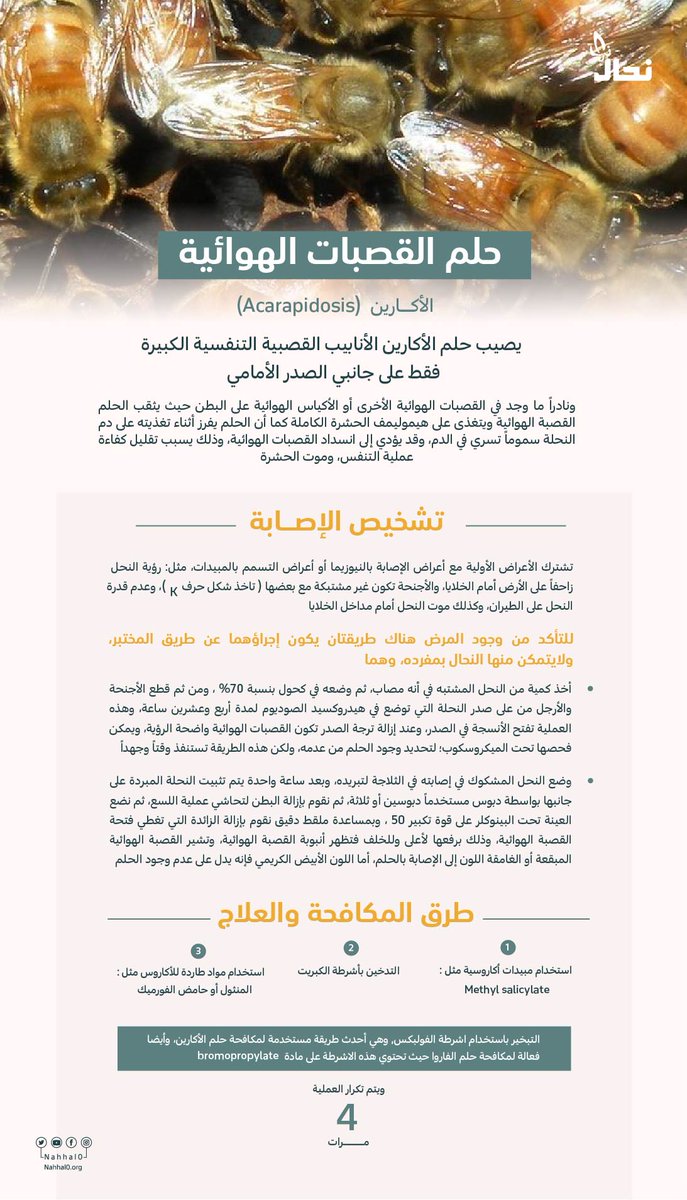 من أمراض النحل
« مرض حلم القصبات الهوائية » 

#انفوجرافيك_نحال
#جمعية_نحال