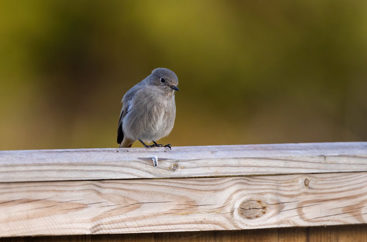 Liammedwardss's tweet photo. Black Redstart photographed in my back garden in Hemel Hempstead 18th October. This is the first time I have seen this particular bird in this area. @Hertsbirds https://t.co/64Tbi0QWUm