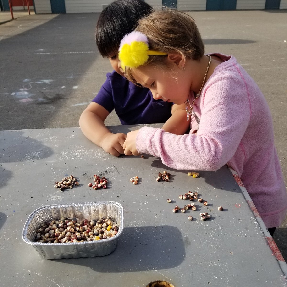 MOkrainetz's tweet photo. Investigating flint corn and how it is different or the same are regular corn. Then a sorting lesson with all their kernals.#TakeMeOutsideDay #TMO4LearningChallenge #sd27 https://t.co/HMfRVvtqmr
