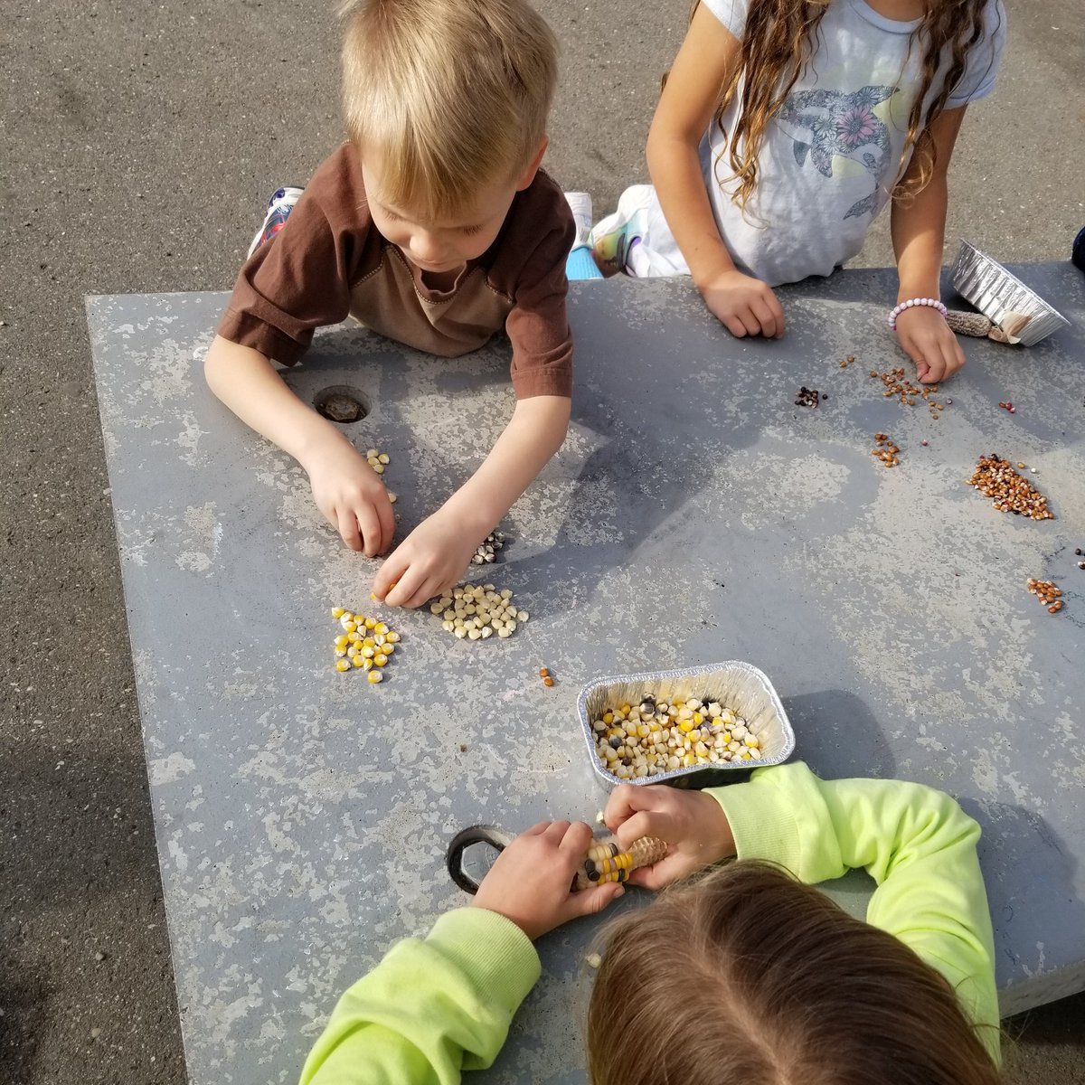 MOkrainetz's tweet photo. Investigating flint corn and how it is different or the same are regular corn. Then a sorting lesson with all their kernals.#TakeMeOutsideDay #TMO4LearningChallenge #sd27 https://t.co/HMfRVvtqmr