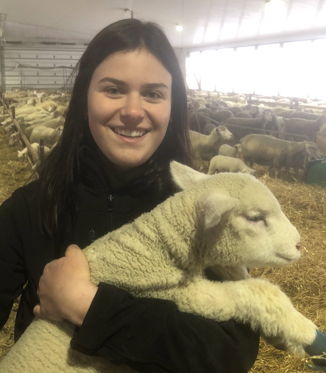 Lambs are always a hit with the <a href="/LEAF_Norwell/">LEAF Norwell</a> crew. Ontario does not meet the demand for lamb, a good lesson in market opportunities. Big thanks to hard working farmers Romy and Ryan! <a href="/circlerlamb/">Romy Schill</a> @UGExperiential <a href="/NorwellDSS/">Norwell DSS</a>