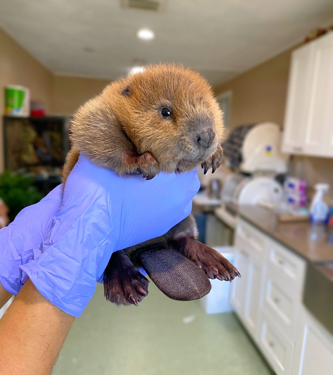 Nibi was found orphaned when she was only about two weeks old. Now she is five months old and thriving here at the rescue. Here is a picture of her the day she came in. #Babybeaver