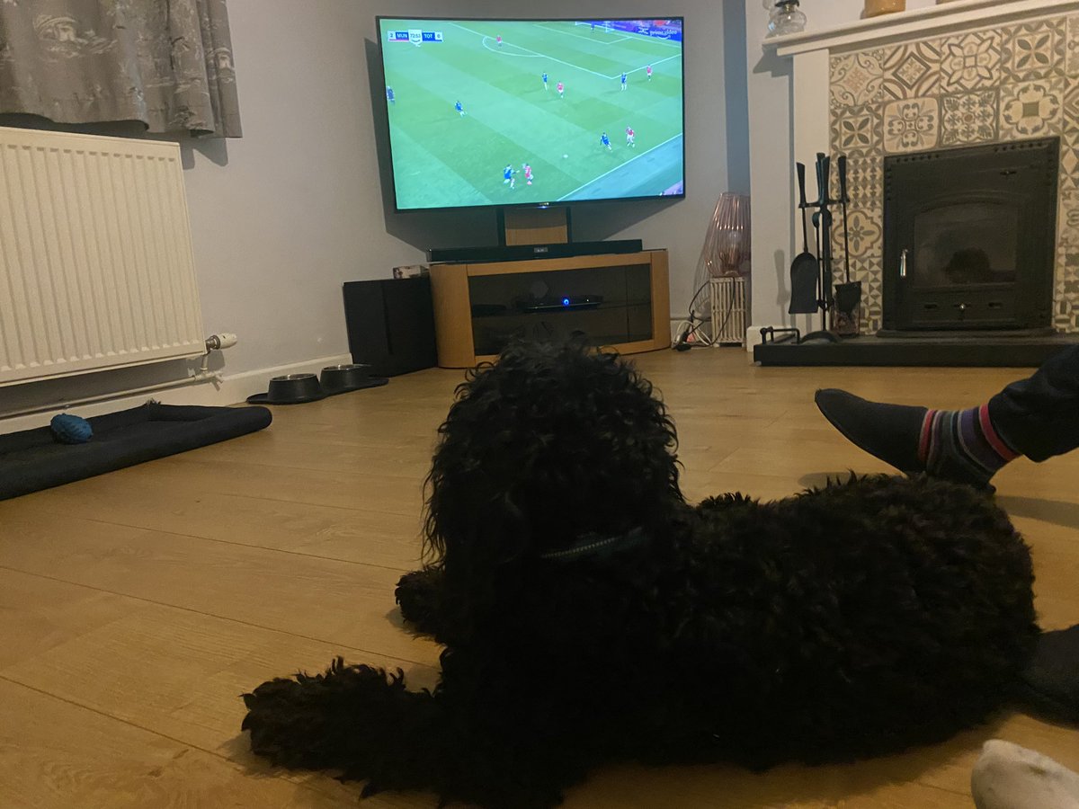 Cazzagul's tweet photo. When you’ve trained your dog to support the right team #ManUtd #trainedhimwell https://t.co/8XneXqS3jn
