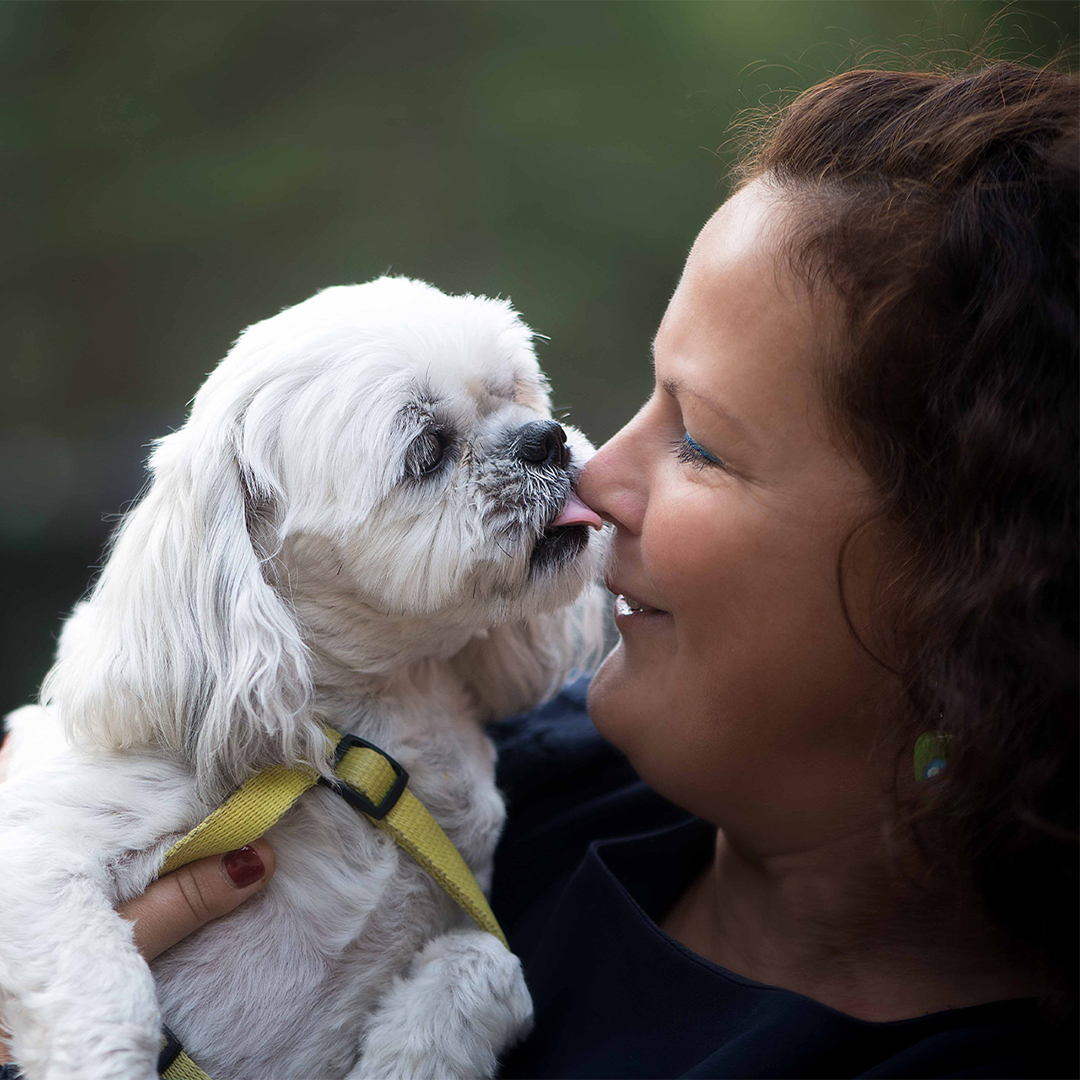Shih Tzu Pedia (@shihtzupedia) / Posts / X