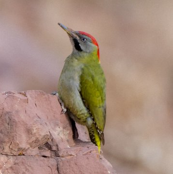 Mandy83041670's tweet photo. Levaillant's Green Woodpecker in the Atlas Mountains Morocco ...... It is one of the top target birds on our birding trips to the Atlas Mountains and the Sahara Desert.#Getoutside #WildlifeUpClose #rtitbot #Birdwatching #Wildlifephotography #birdphotography #nature 💚 https://t.co/Bs9q92GHuL
