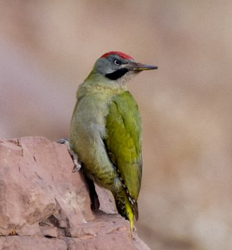 Mandy83041670's tweet photo. Levaillant's Green Woodpecker in the Atlas Mountains Morocco ...... It is one of the top target birds on our birding trips to the Atlas Mountains and the Sahara Desert.#Getoutside #WildlifeUpClose #rtitbot #Birdwatching #Wildlifephotography #birdphotography #nature 💚 https://t.co/Bs9q92GHuL