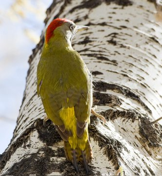 Mandy83041670's tweet photo. Levaillant's Green Woodpecker in the Atlas Mountains Morocco ...... It is one of the top target birds on our birding trips to the Atlas Mountains and the Sahara Desert.#Getoutside #WildlifeUpClose #rtitbot #Birdwatching #Wildlifephotography #birdphotography #nature 💚 https://t.co/Bs9q92GHuL