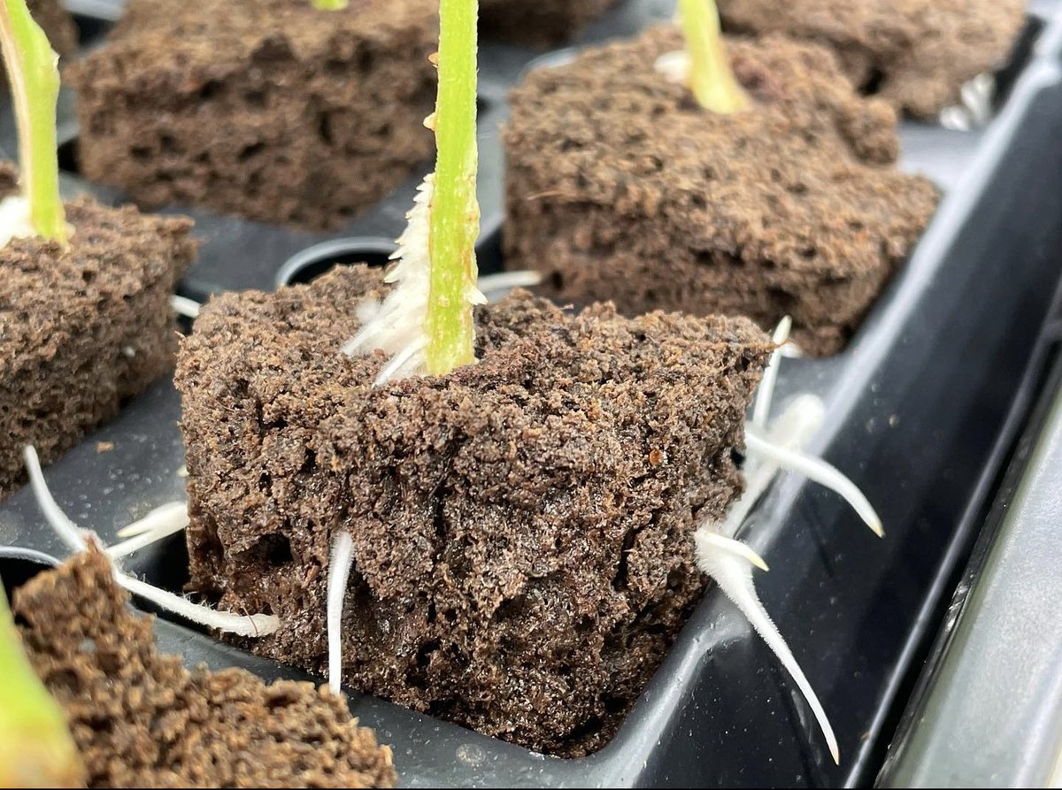 Impello Biosciences tweet media