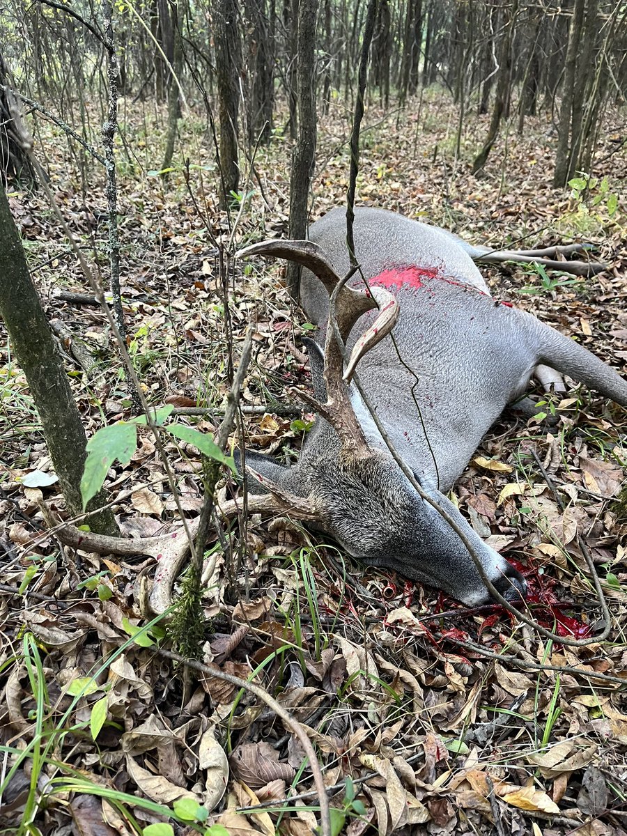 Great day to be in the Arkansas woods. I got to harvest a buck this morning we’re my Dads ole tree stand was for 40 years. No telling how many deer he has harvested from that tree. I believe without a doubt he was with me in Spirit !!! #buck #Arkansas #BBD #thankful