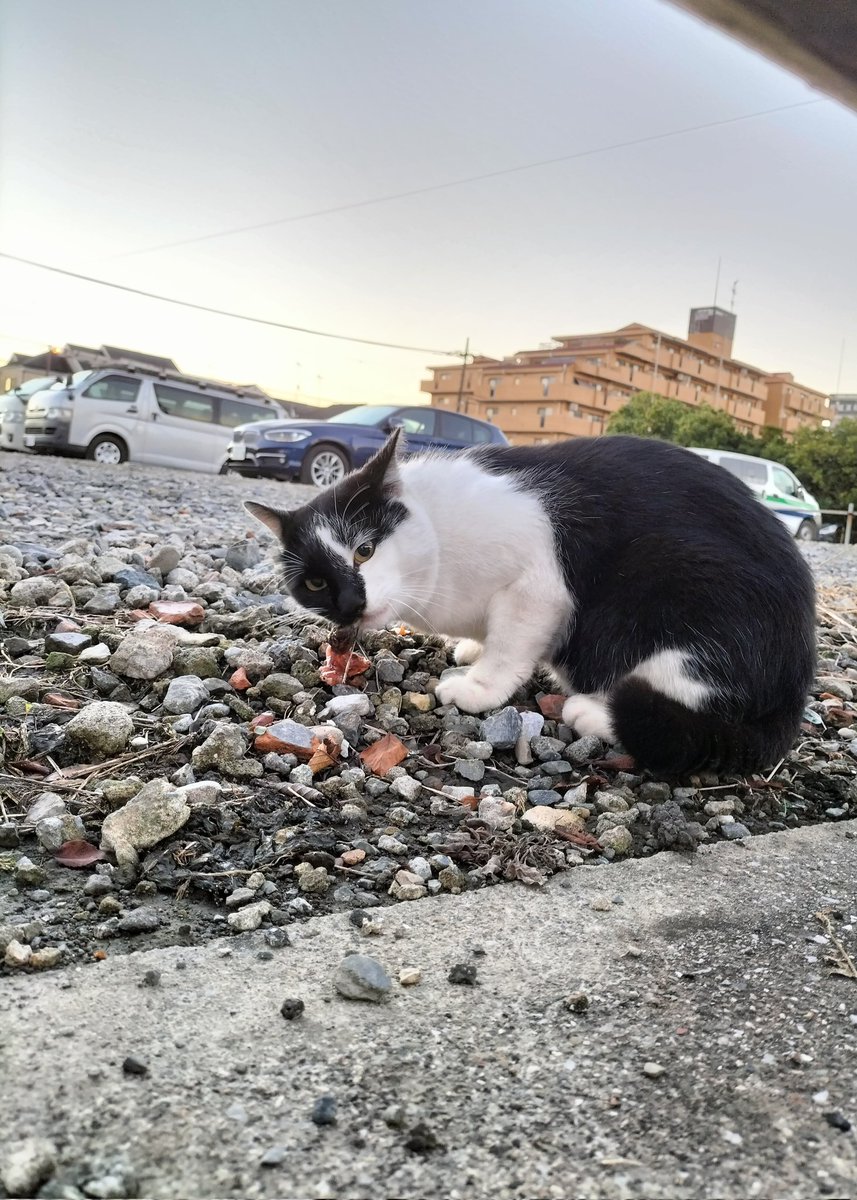 kakekkofactory's tweet photo. お魚咥えたドラ猫 https://t.co/43RzoEVn2L