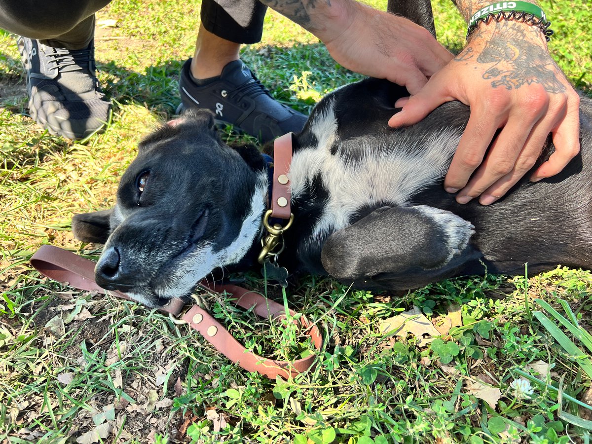 chaparksdept's tweet photo. #WetNoseWednesday
A good belly rub on a sunny Wednesday in our park for little Billy!
Thanks Chris! #Chattanooga #ChaParks https://t.co/bwb3wknM2P