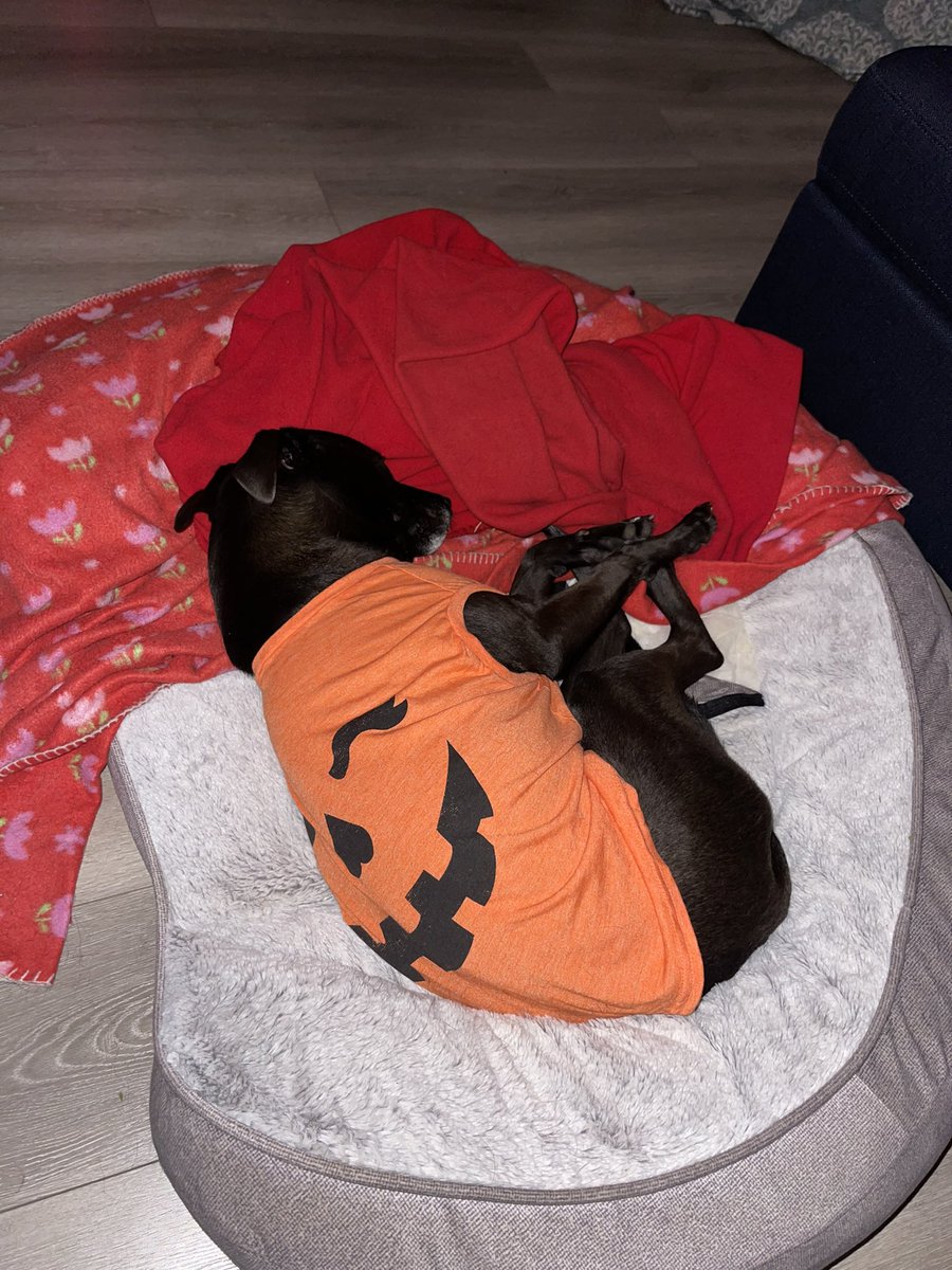 Lazy days with lil #Nova getting ready for #Halloween 👻🎃 lil #WOLVfam #doggy #KOOPATROOP