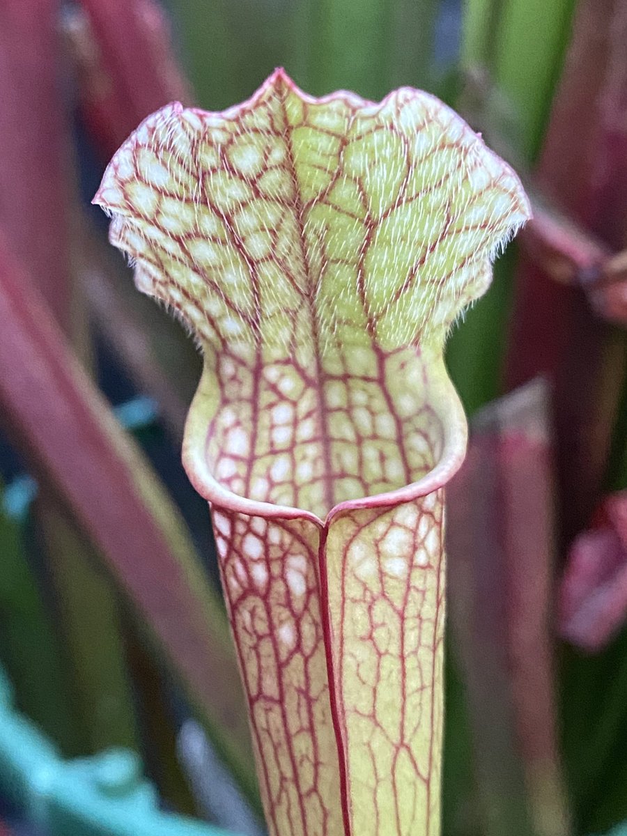 Sarracenia ‘x Stevensii’ <a href="/WWickedPlants/">Wacks Wicked Plants</a>