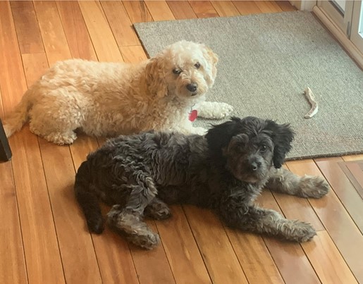 iastatelectures's tweet photo. This is Sophie and Scout. They go together like salt and pepper. Speaking of, how soon is dinner ready? 12/10 for both 

Human: Jen Hanson, ISURF @ISURFtech 
#werateisudogs
@dog_rates https://t.co/mzk4cPxEVB