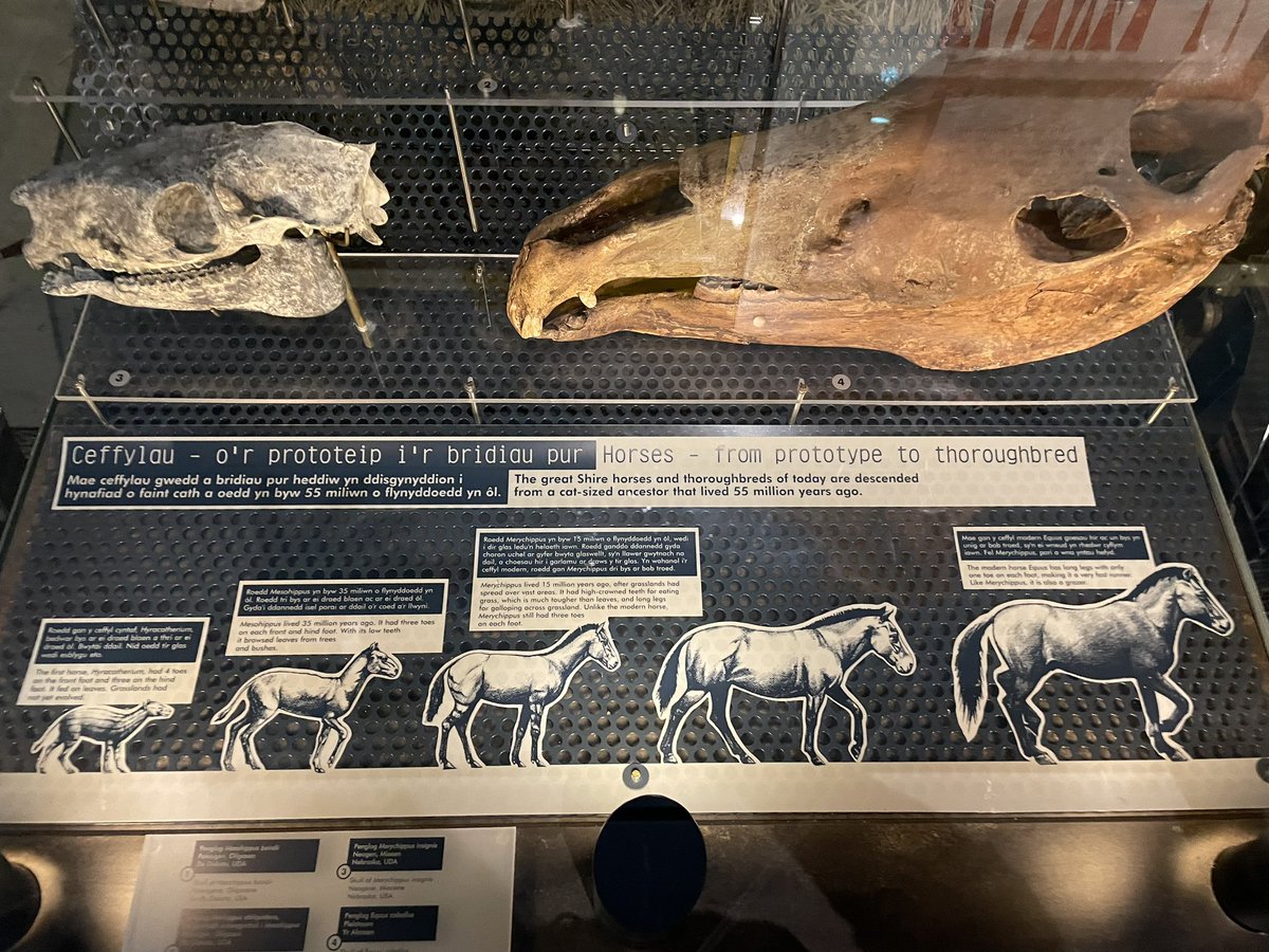 Highly productive visit to the National Museum of Wales today with <a href="/CathaysHigh/">Cathays High School</a> KS4 new arrivals pupils. Exceptional levels of engagement. Active learning at its best. Highlight of the visit was having the opportunity to handle the tooth of both a woolly mammoth &amp; a megalodon.