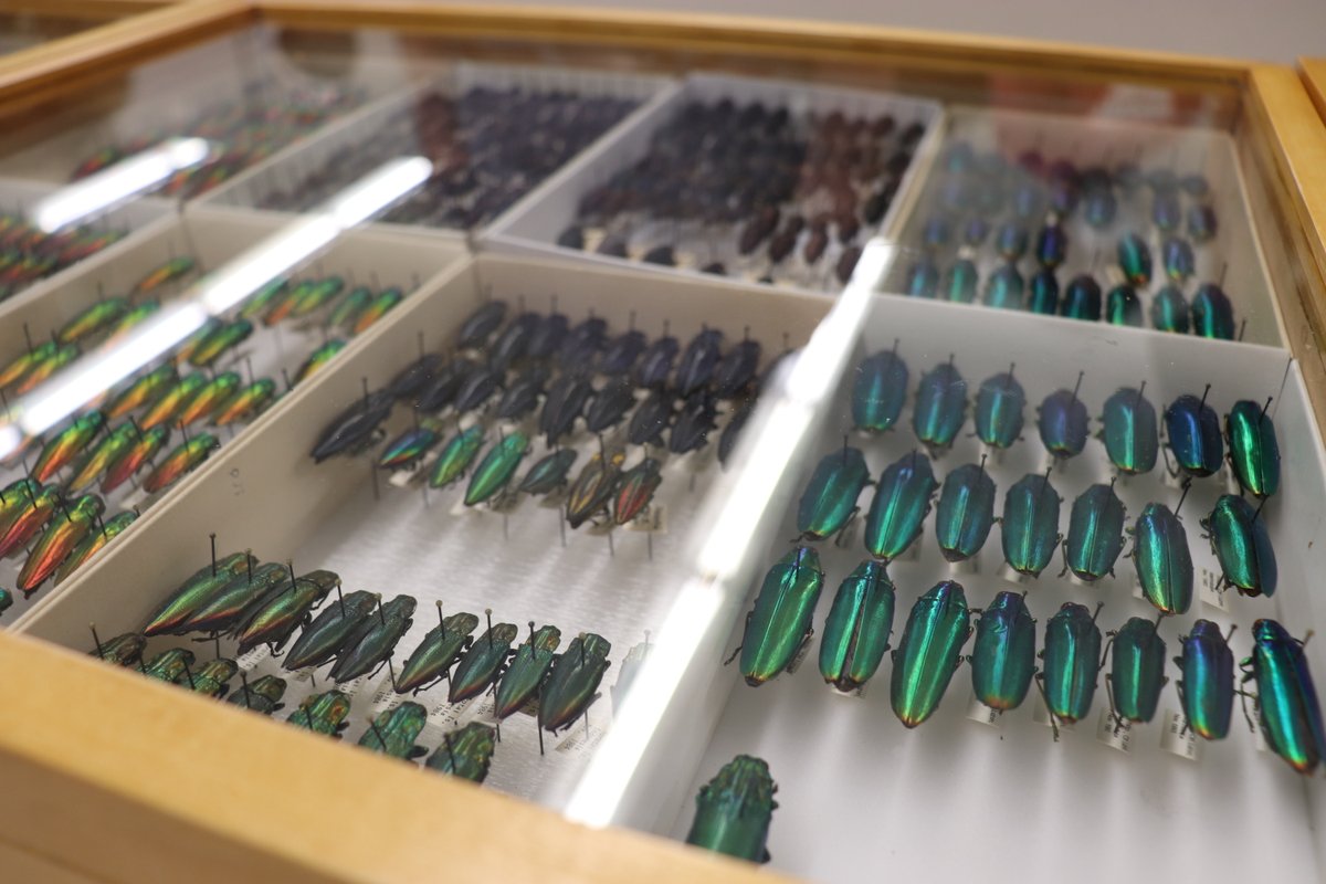 MuseumofNature's tweet photo. Wow, what an Open House! We welcomed more than 2000 visitors to the Museum's Natural Heritage Campus annual Open House with a sold-out event! We can't wait to do it all over again next year. Stay informed about museum events – subscribe to our newsletter. https://t.co/vJ9DL1VSmG https://t.co/USXIxphe9e
