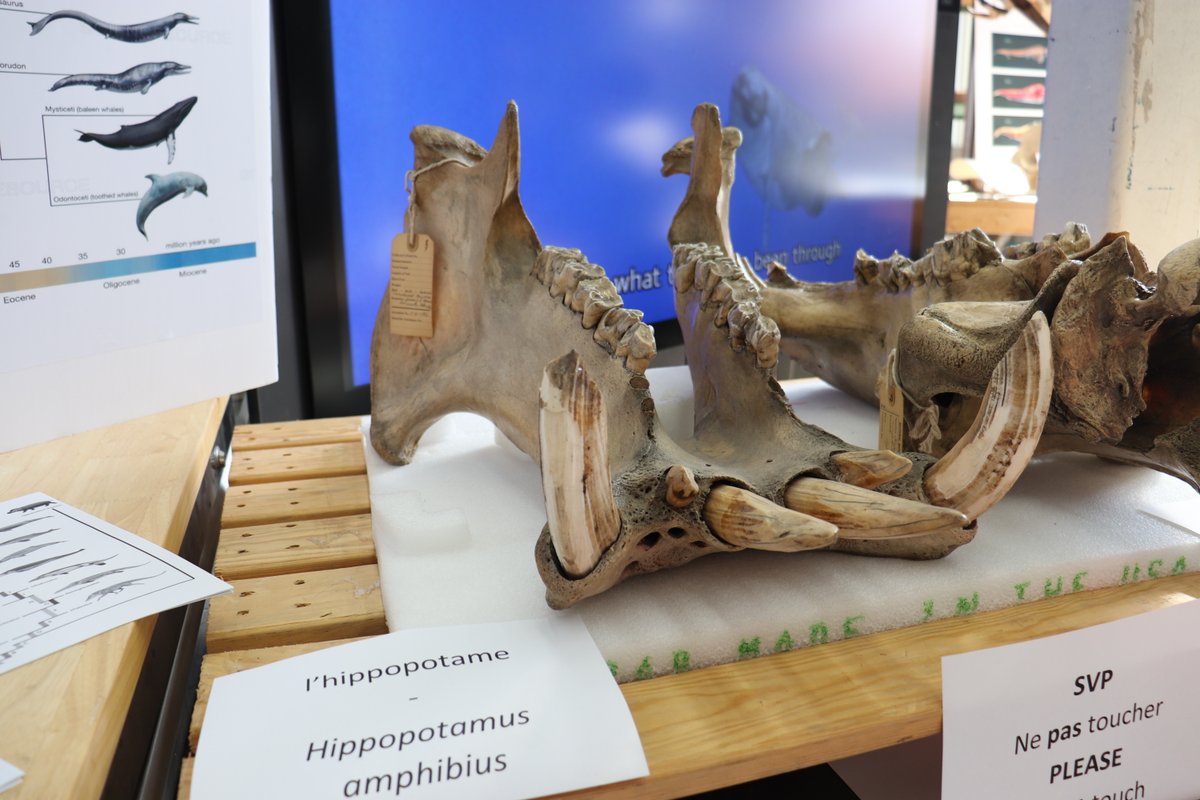 MuseumofNature's tweet photo. Wow, what an Open House! We welcomed more than 2000 visitors to the Museum's Natural Heritage Campus annual Open House with a sold-out event! We can't wait to do it all over again next year. Stay informed about museum events – subscribe to our newsletter. https://t.co/vJ9DL1VSmG https://t.co/USXIxphe9e