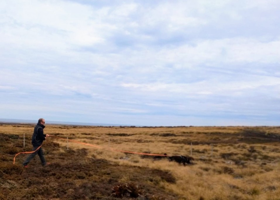 Thanks to <a href="/SammySniffer/">South Atlantic Detection Dogs</a> for laying a track for me and Potter today. We had a great time getting back to basics. #tracking #gsd #workingdog #policedog
