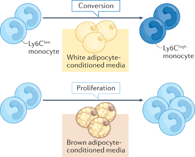 New content online: New role for bone marrow adipocytes in obesity dlvr.it/SbN9vS