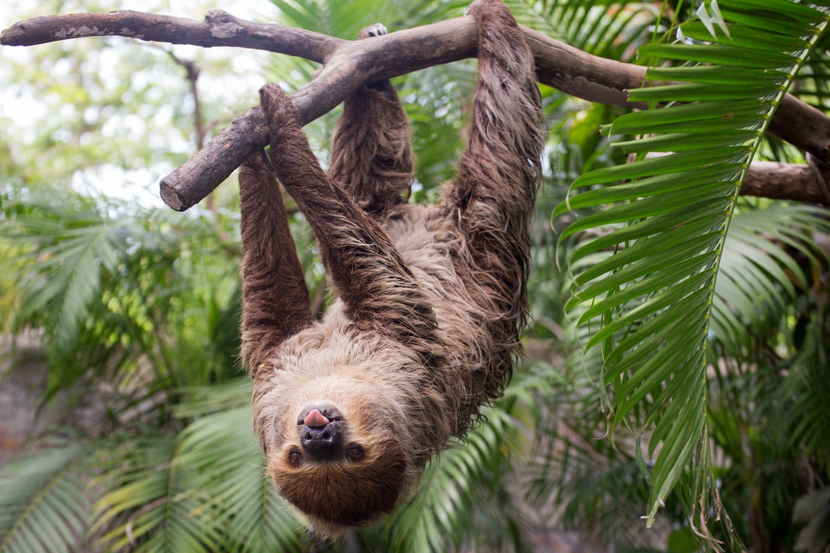 AnimalPlanet's tweet photo. Happy #InternationalSlothDay! 🦥😛
 
This two-toed sloth not only moves slowly, but can also take up to a month to digest their food. https://t.co/df2TkaoQZI