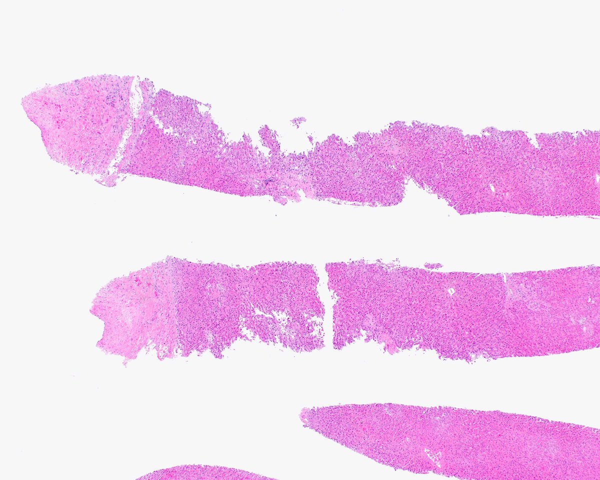 Elizabeth Montgomery, MD tweet media